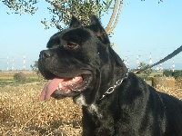 Étalon Cane Corso - Iblea Della Ruralis Gens