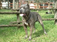 Étalon Cane Corso - Cleandro Della Ruralis Gens
