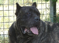 Étalon Cane Corso - Iside Della Ruralis Gens