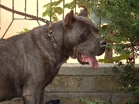 Étalon Cane Corso - Tecla Della Ruralis Gens