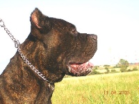 Étalon Cane Corso - Niro Della Ruralis Gens