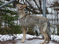 Étalon Chien-loup de Saarloos - Wolfnight's Dark hope