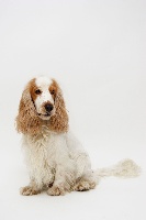 Étalon Cocker Spaniel Anglais - Louis d' or Du bois des amourettes