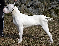 Étalon Dogo Argentino - White Ghost's Dogo's Bernardo