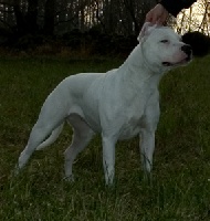 Étalon Dogo Argentino - Avalon Vom knausserwald