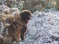 Étalon Leonberger - Fanchon du Champ du Crickel