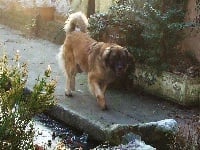 Étalon Leonberger - Urykane du bas chemin lola du Champ du Crickel