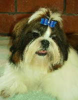 Étalon Shih Tzu - Ciao lan fu Shah Abbas