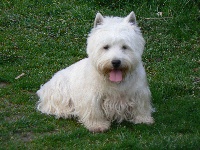 Étalon West Highland White Terrier - Anakim sky walker du Moulin de Mac Grégor