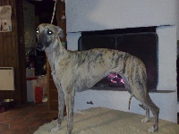 Étalon Whippet - plippet's Bouche à oreille