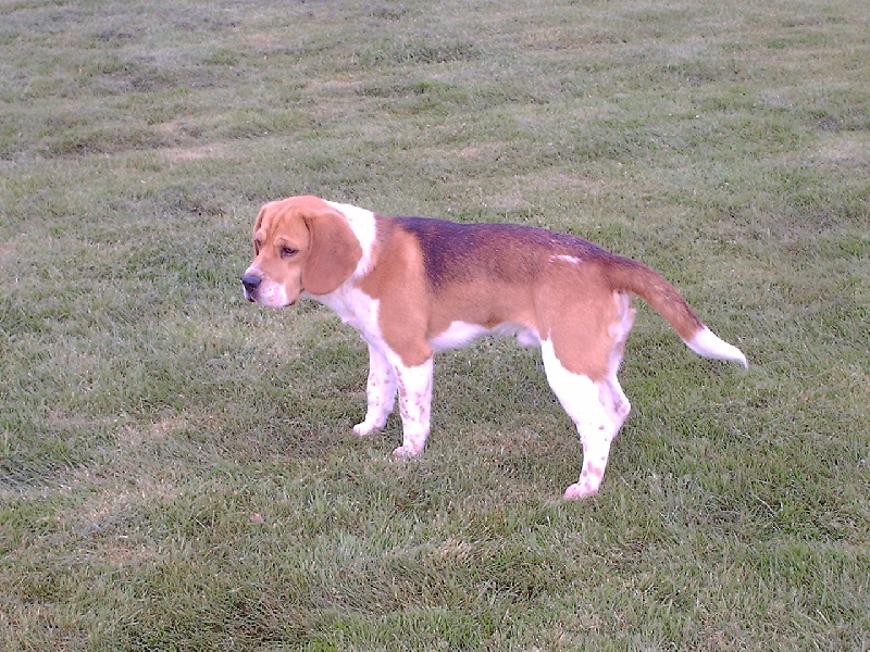 Publication : de Bojulaur