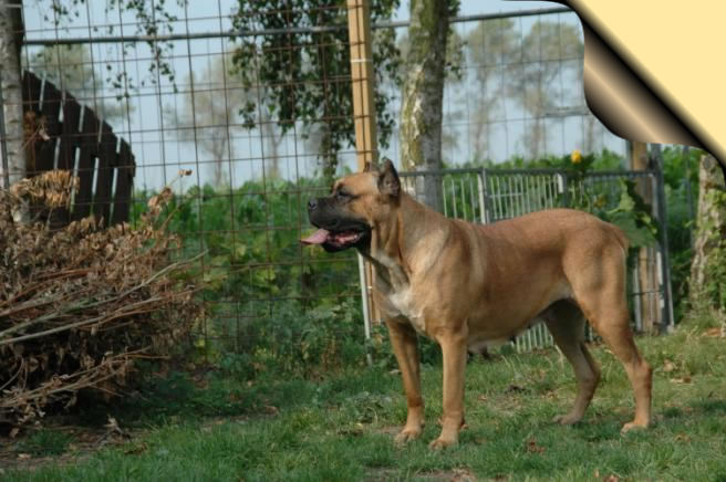 Amelia (Sans Affixe)