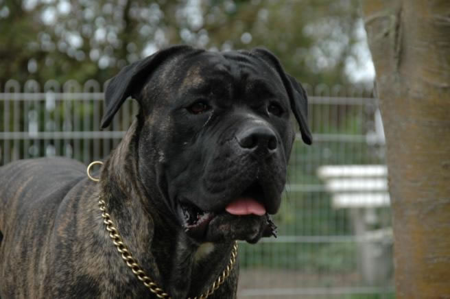 CH. Chiaro e Tondo Agusto