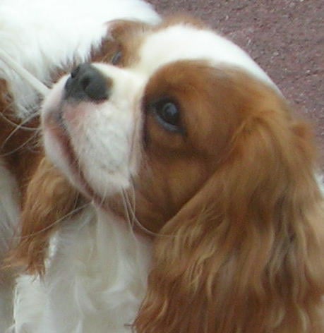 Viggo'rous of Pretty Kings