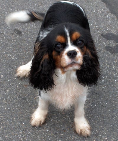 Babayaga kidiwah of Pretty Kings