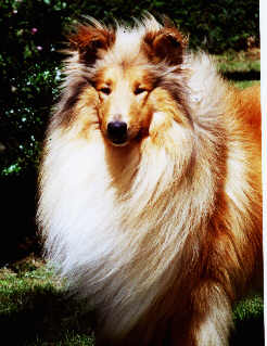 Péché d'amour of Penny Park