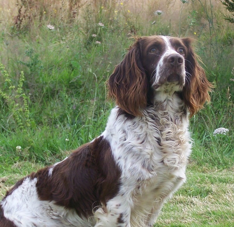 CH. Velour des Vallées de la Sylve