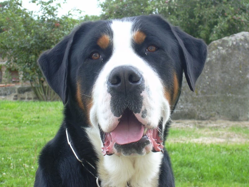 Vrack Des joyeuses gambades