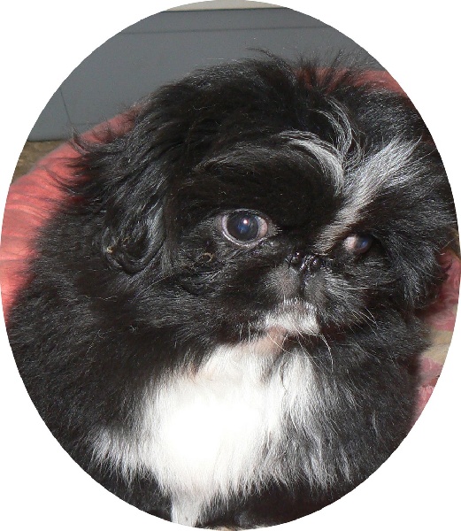 Publication : du Domaine les Beaurepaire Auteur : DERKSEMA MICHELE