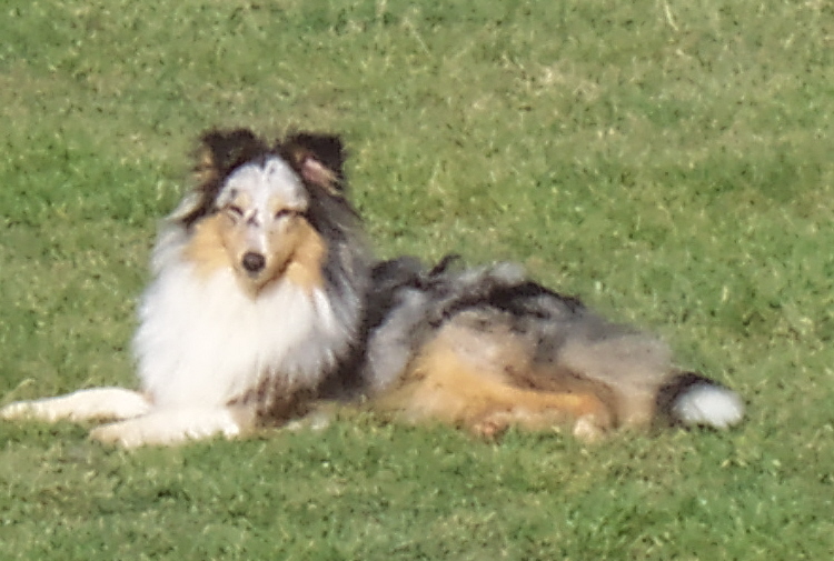 Blueberry hill Des dunes de platon