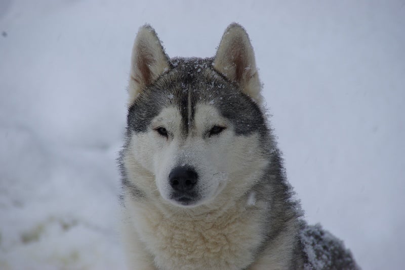 Publication : of holaf's spirit