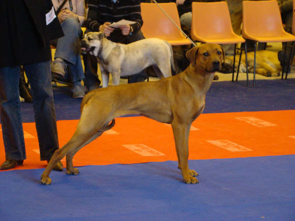 Publication : du Chawia