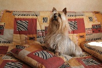 Étalon Australian Silky Terrier - Twingo des Fleurons D'Or