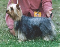 Étalon Australian Silky Terrier - CH. Brenda (Sans Affixe)