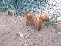 Étalon Basset fauve de Bretagne - Betti de la vallée de St Evroult