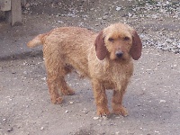 Étalon Basset fauve de Bretagne - Alto de la vallée de St Evroult