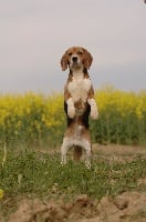 Étalon Beagle - CH. Athos du Museau D'Or