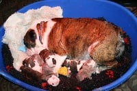 Étalon Bulldog Anglais - Little Tatanka Elegy