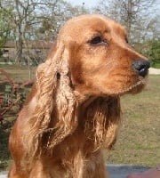 Étalon Cocker Spaniel Anglais - Bizance De la Vallée Vérouiller