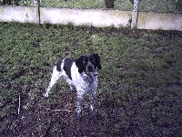 Étalon Epagneul Breton - Cybie De l'isle de callac