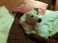 Étalon Jack Russell Terrier - Ariane lafusee (Sans Affixe)