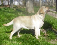 Étalon Labrador Retriever - Banga de L'Etang du Catchou