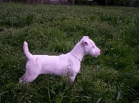 Étalon Parson Russell Terrier - Daisy des halliers de la lierre de la Vendée Normande