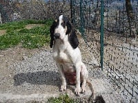 Étalon Petit gascon saintongeois - Akia de la Coume d'or