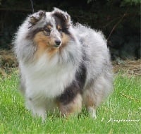 Étalon Shetland Sheepdog - Artemis in blue Of dreaming a lullaby