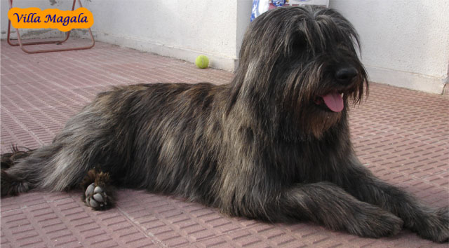 Publication : Villa Magala