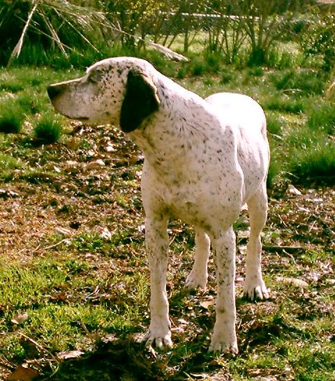 Julius de la croix saint loup