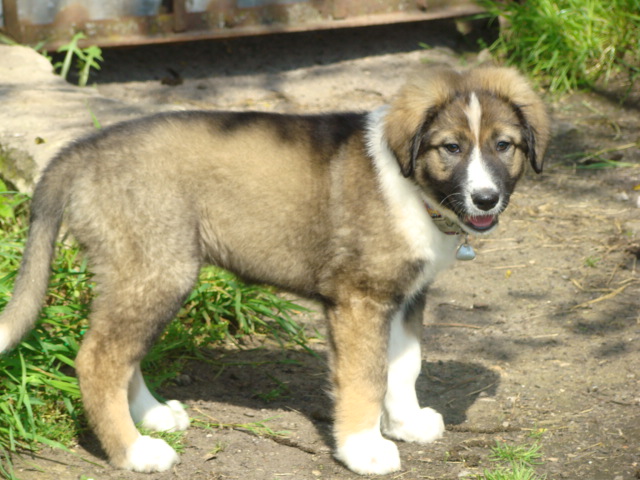 Publication : de la Parée Préneau Auteur : La Parée Préneau