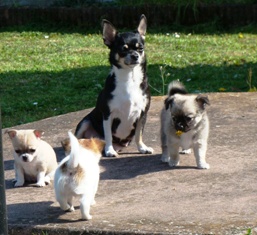 Publication : du Manoir de Sancho Auteur : cortéggiani