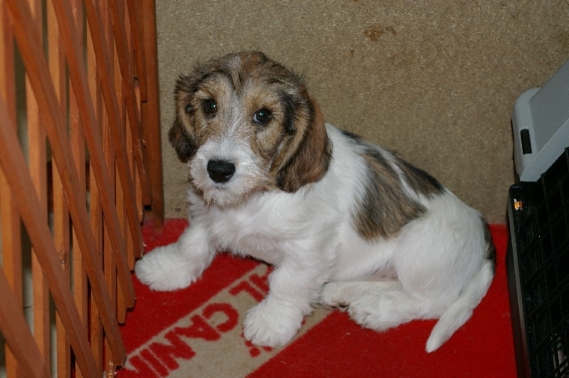 Publication : des p'tits pignons Auteur : Mr Dalayeun