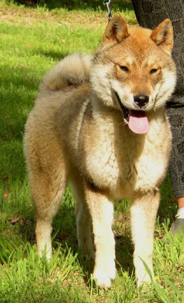 Dayu-sweety v.d egmato