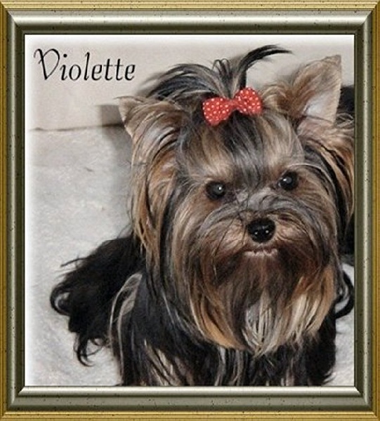 Violette Of yorky company