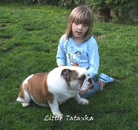 Étalon Bulldog Anglais - Little Tatanka Ginger