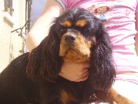 Étalon Cavalier King Charles Spaniel - Coco chanel Of for ever young