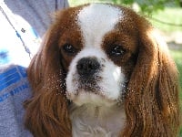 Étalon Cavalier King Charles Spaniel - Balata garden De la fieffe au songeur