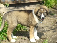 Étalon Chien Berger Roumain des Carpates - Dalakhani Du center club moloss wolf